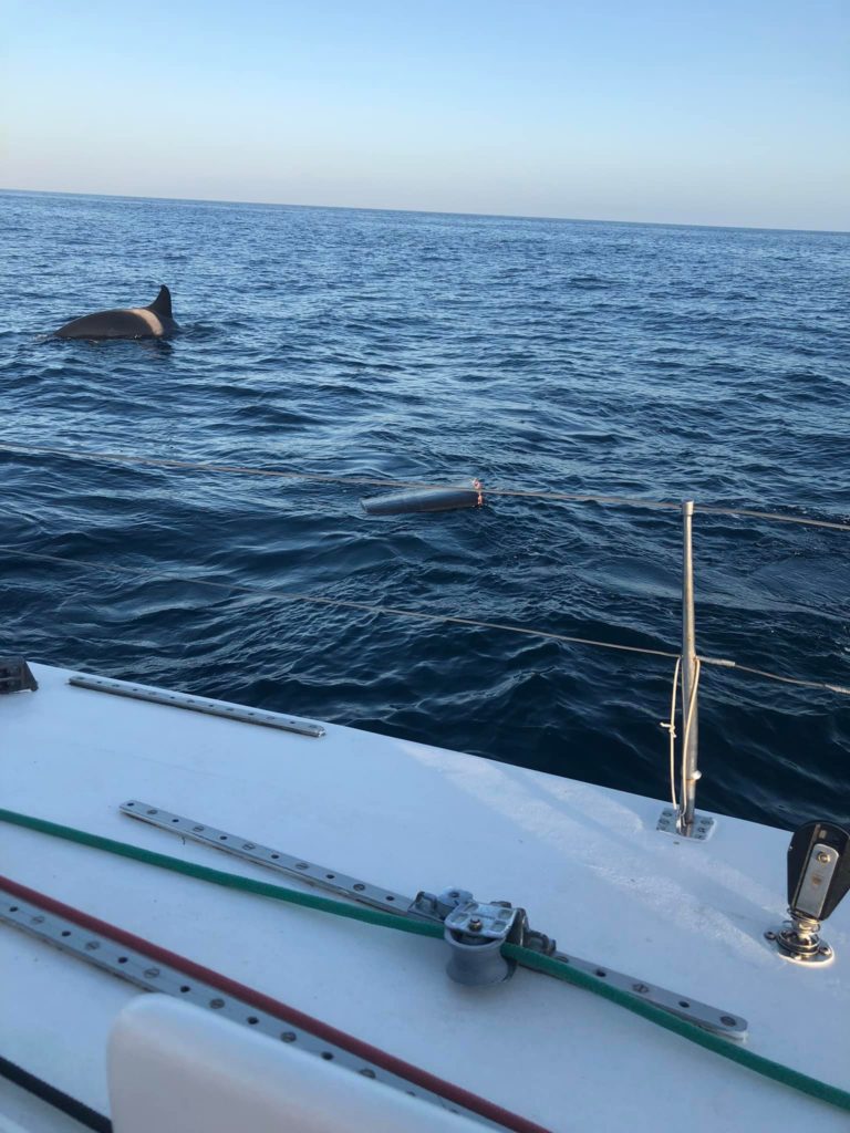 Orcas destroy rudder of the coast of spain