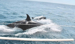Aggressive Killer Whales Batter Sailboats Off Spain And